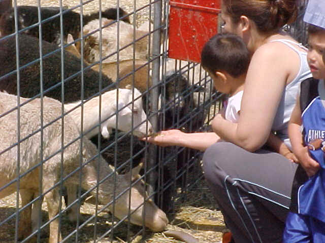 Hand Feeding Goat